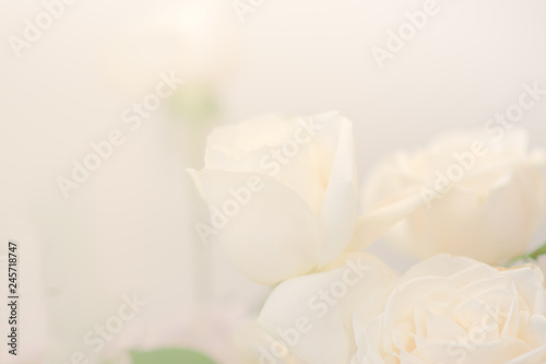 White roses soft backgrounds
