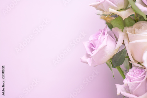 Purple roses and space for design