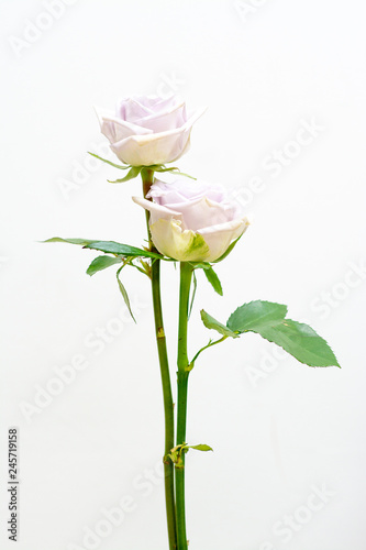 Purple roses and space for design