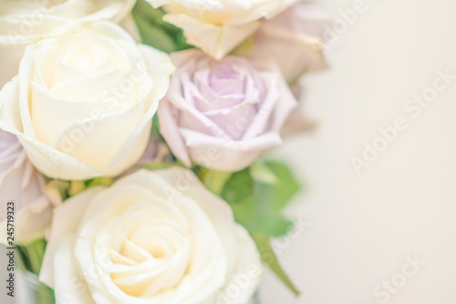 white roses soft backgrounds