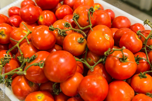 TOMATES PRODUZIDOS NO BRASIL
