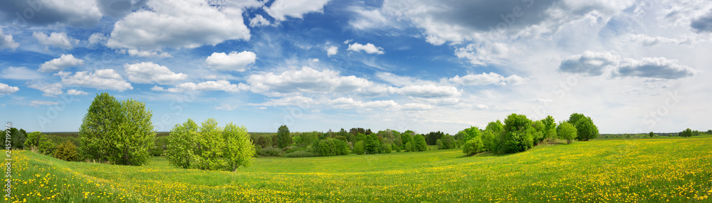 Field with dandelions and blue sky Field with dandelions and blue sky
