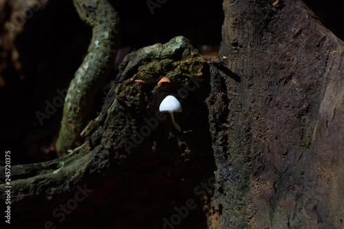 White small mushroom grown on stump in forest