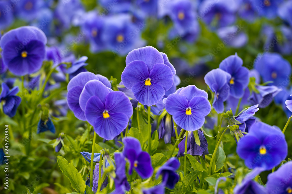 Violas or Pansies Closeup in a Garden. Gardening.
Violas or Pansies Closeup in a Garden. Gardening.