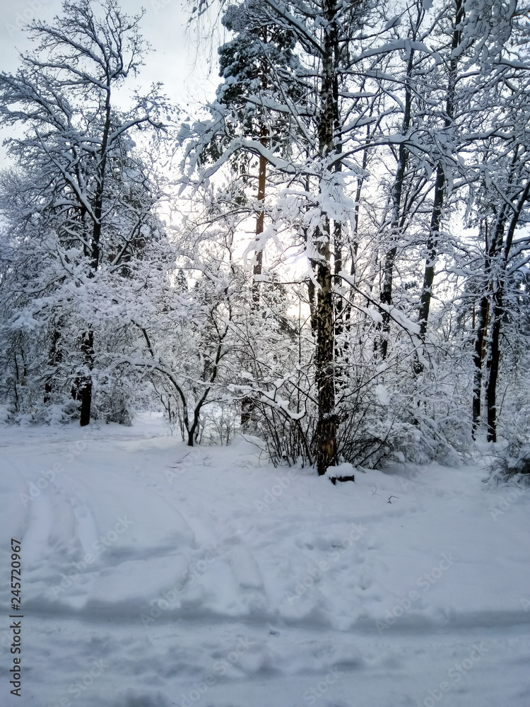 Bright sun shines through the snow-covered branches of trees in the forest at sunset.