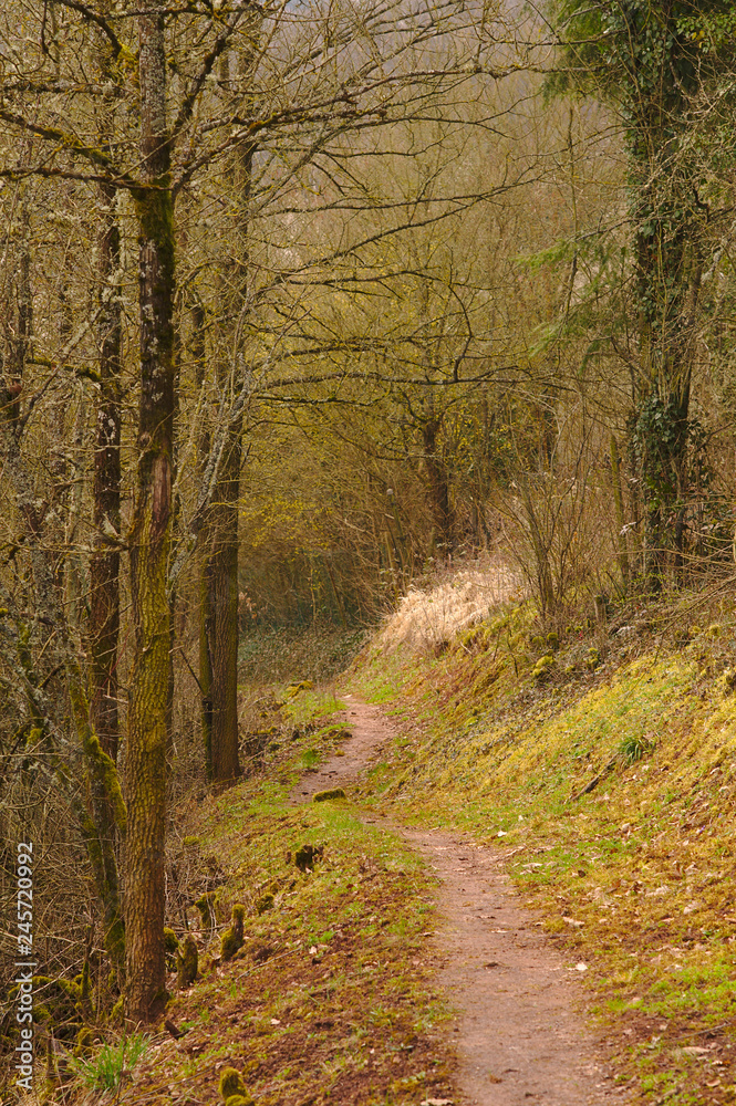 Narrow pahtway with straight trees on a hillside by jziprian Narrow pahtway with straight trees on a hillside by jziprian