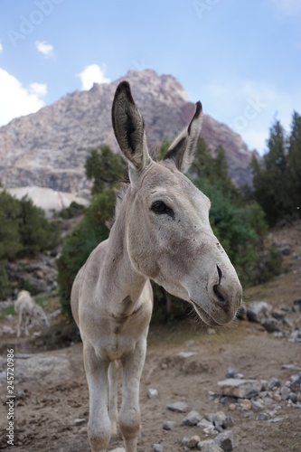 The portrait of a grey donkey in the Fann Mountains, Tajikistan 