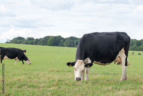 Mucche al pascolo in campagna