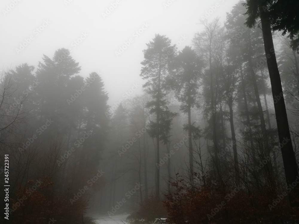 Obraz premium Dichter unheimlicher Nebel im Taunus