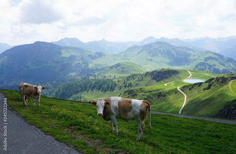 Two cows on alpine pasture, standing near the path, lake visible in the background, Austria