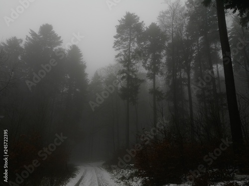 Wanderweg im dichten Nebel des Taunus