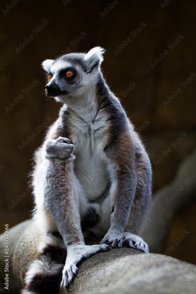 Naklejka premium Cute Lemur Madagascar