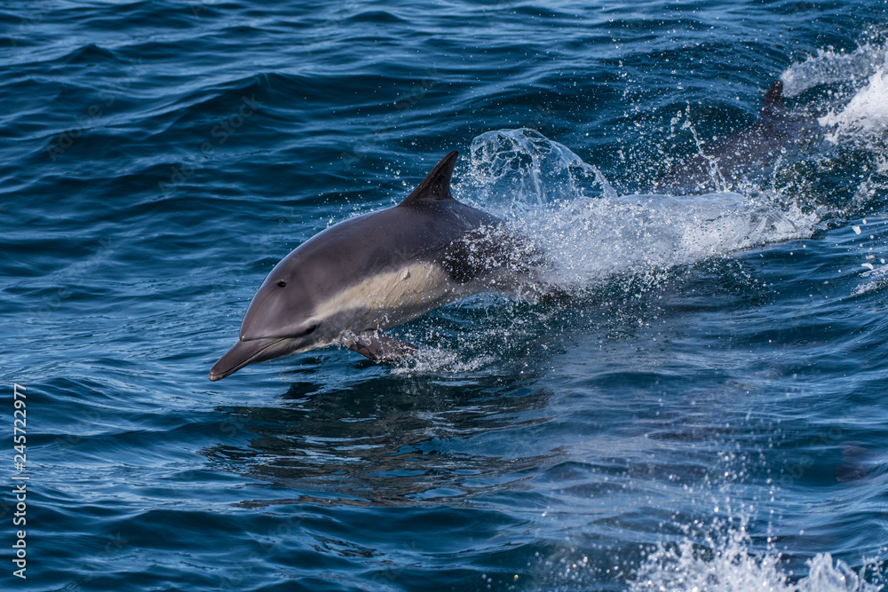 California dolphin making huge splashes of water while swimming along the surface of the Pacific Ocean in winter.