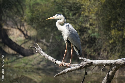 Great blue heron standing on the branch of the tree, Bharatpur bird sanctuary, India 