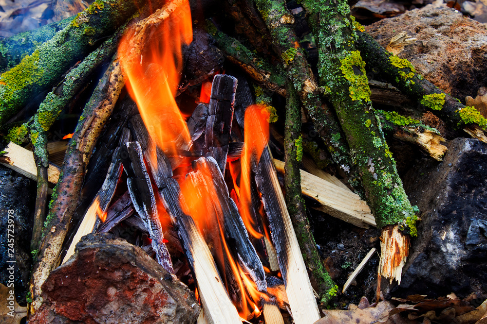 bonfire in the forest for a picnic bonfire in the forest for a picnic
