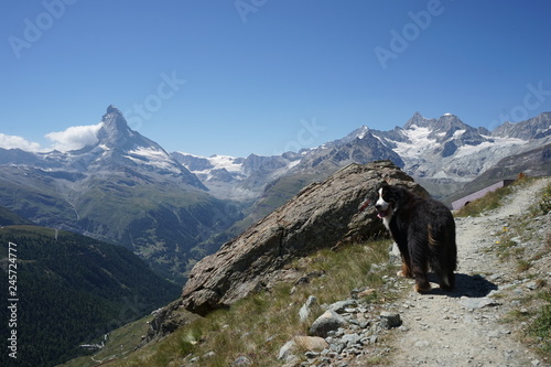 Bernese Mountain Dog walking on the mountain path, looking back at the camera, Matterhorn in the background, Alps, Switzerland