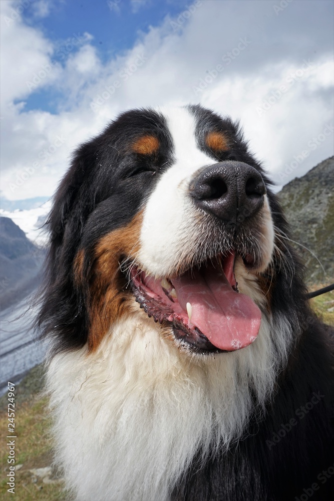 Portrait of a happy Bernese Mountain Dog, mountains in the background, Alps, Switzerland