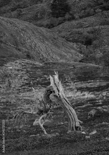 Dead Tree in fields in Tylliria  Cyprus in monochrome