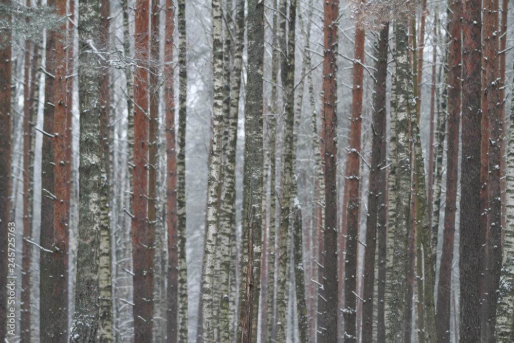 Obraz premium Beautiful cold winter white day with snow on trees. View of small village,countryside forest in winter season.
