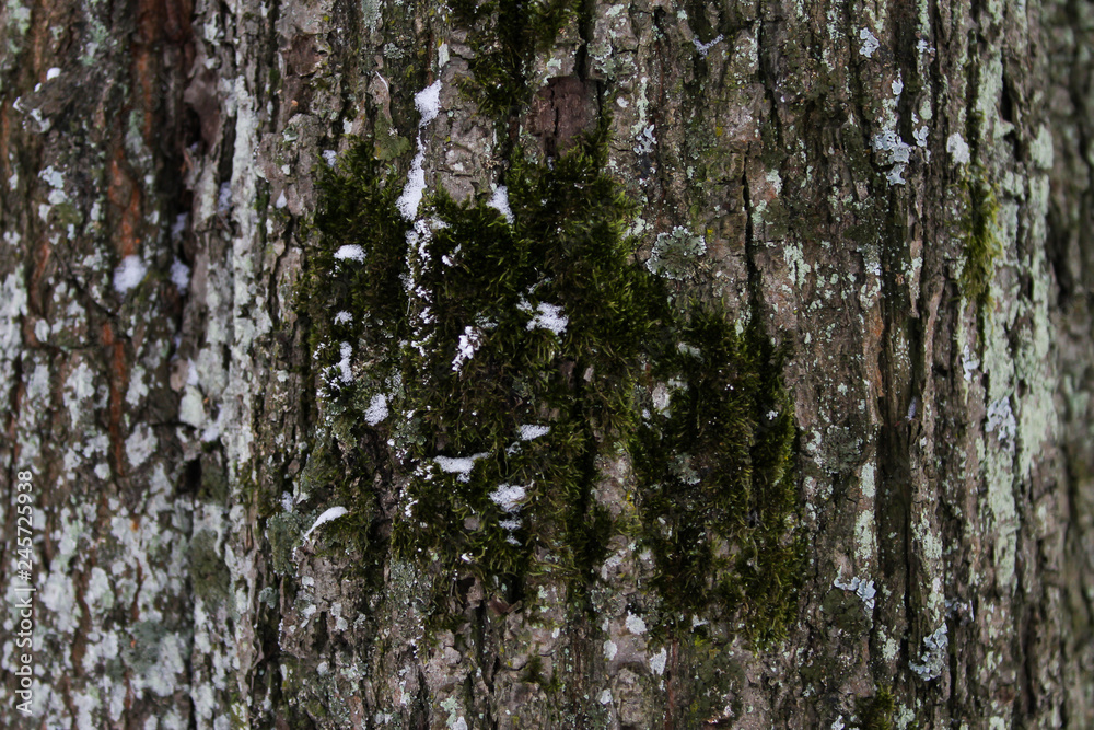 Winter wood texture background view.