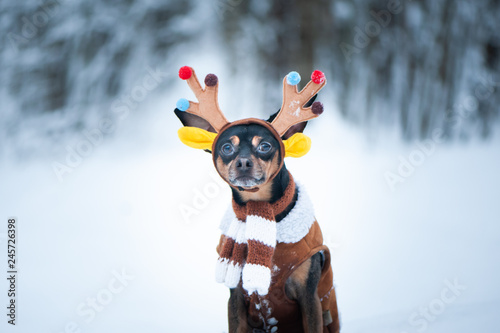 Dogs in deer costume, Winter  mood, fantastic deer dog