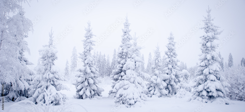 Fototapeta premium Fabulous winter landscape, Christmas trees in the snow, cold, snowy winter