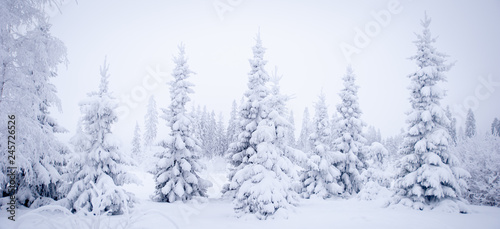 Fabulous winter landscape, Christmas trees in the snow, cold, snowy winter © Mariana