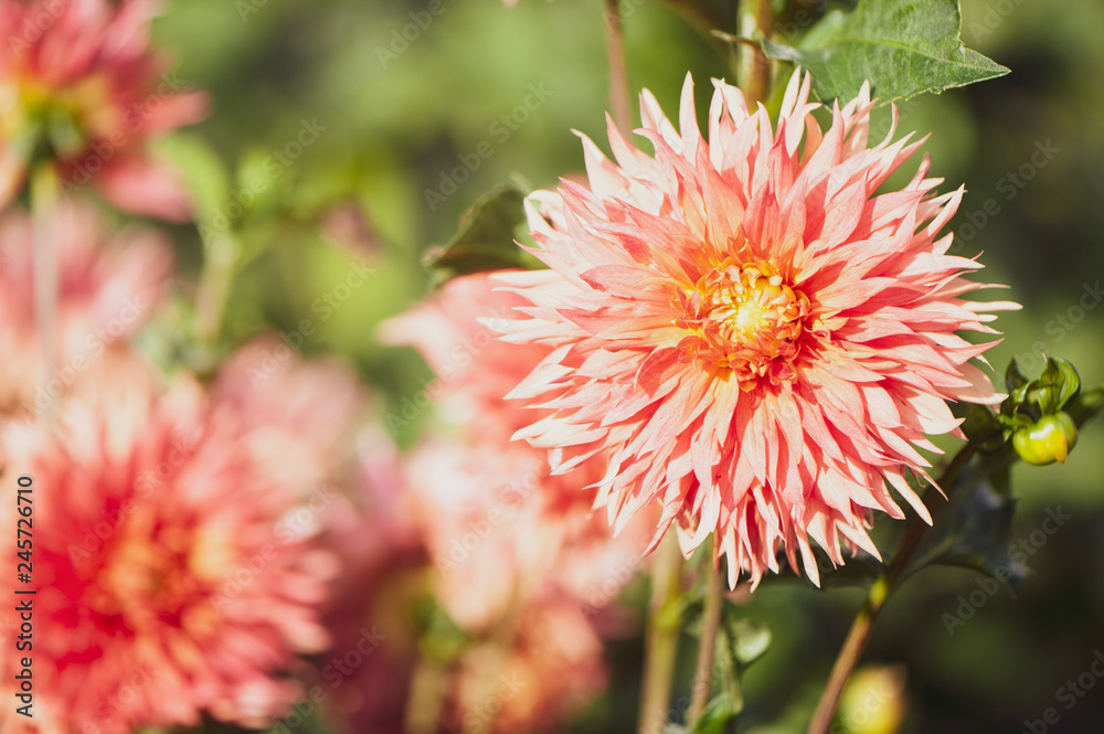 Flower pink  Dahlia macro, space for text. Stylish, tinted floral background.