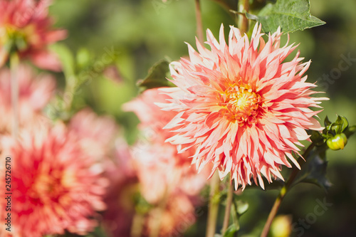 Flower pink  Dahlia macro  space for text. Stylish  tinted floral background.