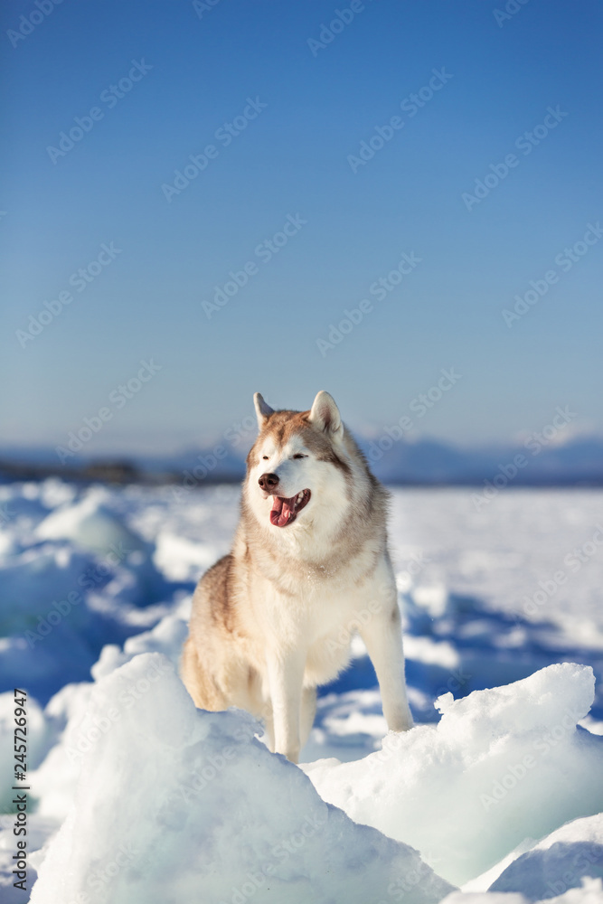 Adorable Siberian husky dog standing on ice floe and snow on the frozen sea background. Adorable Siberian husky dog standing on ice floe and snow on the frozen sea background.