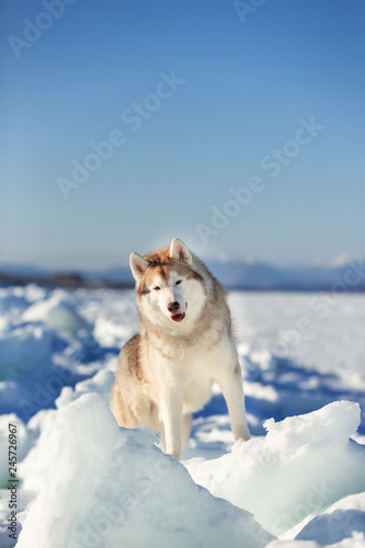 Beautiful Siberian husky dog standing on ice floe and snow on the frozen sea background.