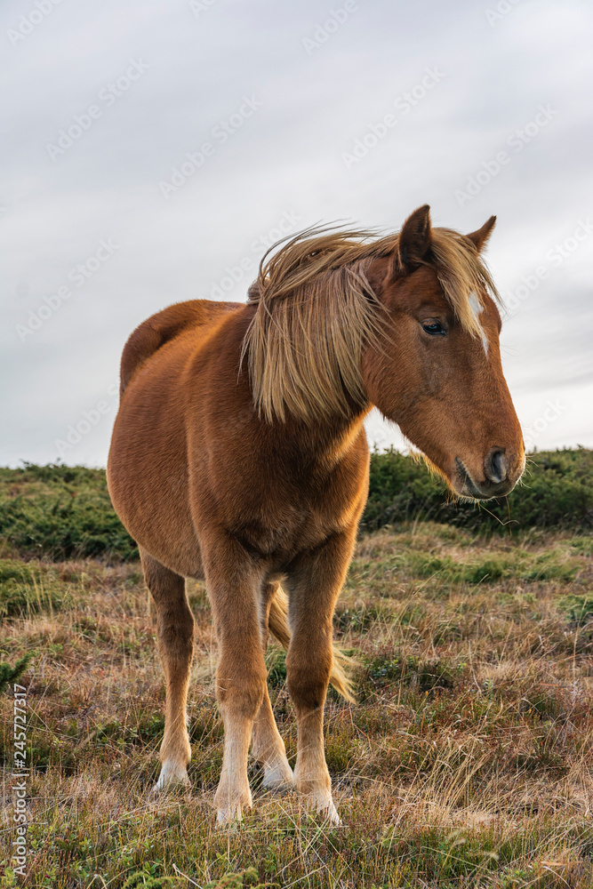 Fototapeta premium wild horse in the mountain