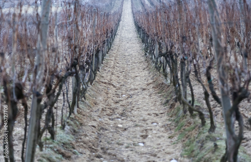 Old vine wineyard in winter photo