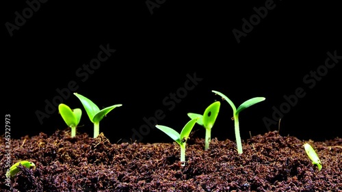 Time laps of Cucumber growing.cucumbers