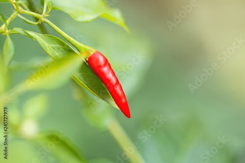 Картината върху платно Close-up of nature red hot chili pepper on a tree with copy space