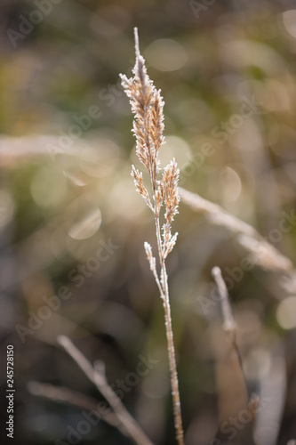 Plant in a frosty morning on a meadow