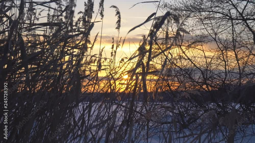 View of the winter forest and frozen lake covered with snow, dolly shot View of the winter forest and frozen lake covered with snow, dolly shot