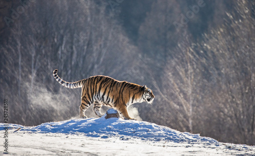 Siberian (Amur) tiger is standing on a snowy hill on a background of winter trees. China. Harbin. Mudanjiang province. Hengdaohezi park. Siberian Tiger Park. Winter. Hard frost. (Panthera tgris altaic