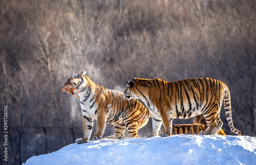 Obraz premium Dwa tygrysy syberyjskie (Amur) stoją na zaśnieżonym wzgórzu i łapią zdobycz. Chiny. Harbin. Prowincja Mudanjiang. Park Hengdaohezi. Park Tygrysów Syberyjskich. Zimowy. Twardy mróz. (Panthera tgris altaica)