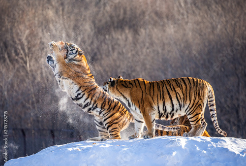 Two Siberian Amur   tigers stand on a snow-covered hill and catch prey. China. Harbin. Mudanjiang province. Hengdaohezi park. Siberian Tiger Park. Winter. Hard frost.  Panthera tgris altaica 