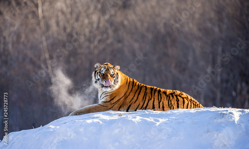 Siberian (Amur) tiger lying on a snow-covered hill. China. Harbin. Mudanjiang province. Hengdaohezi park. Siberian Tiger Park. Winter. Hard frost. (Panthera tgris altaica)