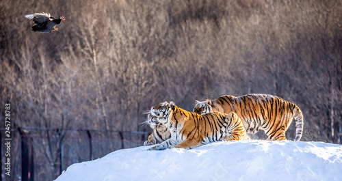 Several siberian (Amur) tigers are standing on a snow-covered hill and catch prey. China. Harbin. Mudanjiang province. Hengdaohezi park. Siberian Tiger Park. Winter. Hard frost. (Panthera tgris altaic