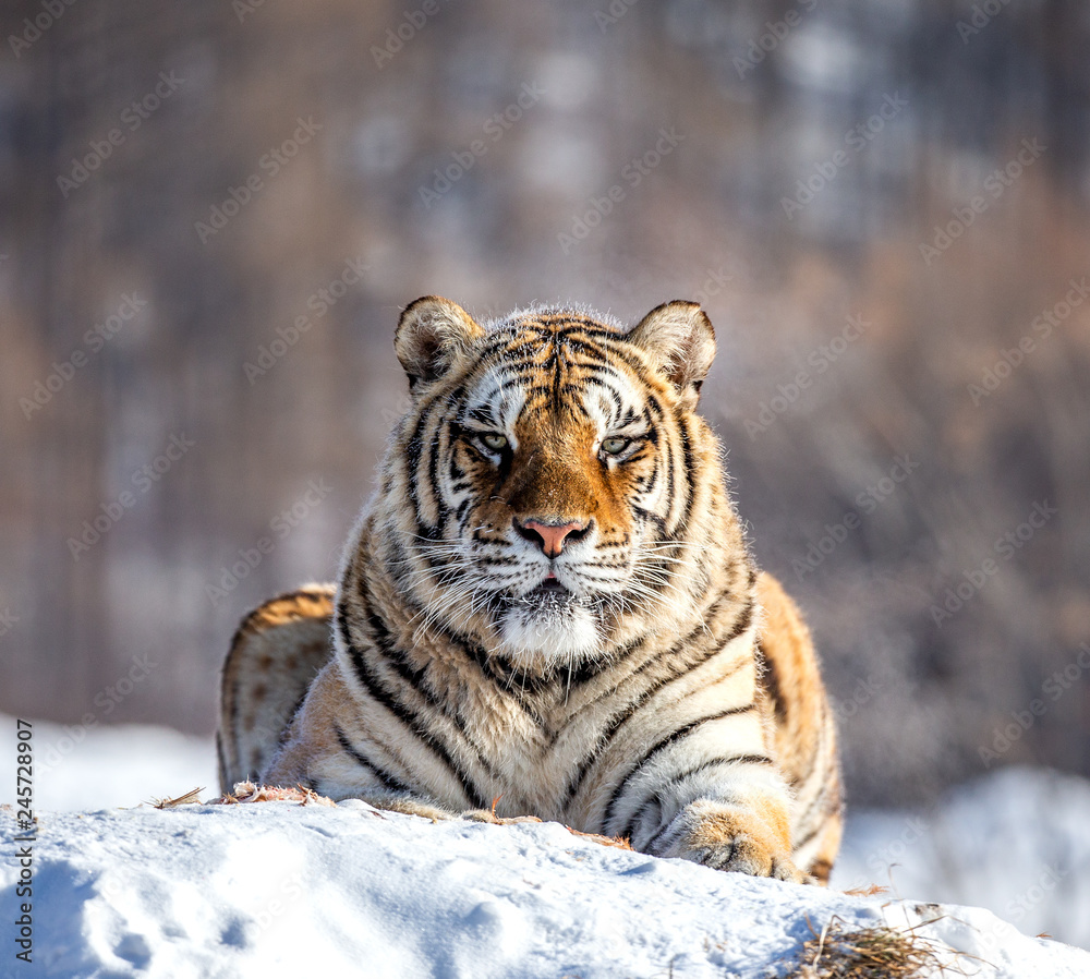 Obraz premium Tygrys syberyjski (Amur) leżący na zaśnieżonym wzgórzu. Chiny. Harbin. Prowincja Mudanjiang. Park Hengdaohezi. Park Tygrysów Syberyjskich. Zimowy. Twardy mróz. (Panthera tgris altaica)