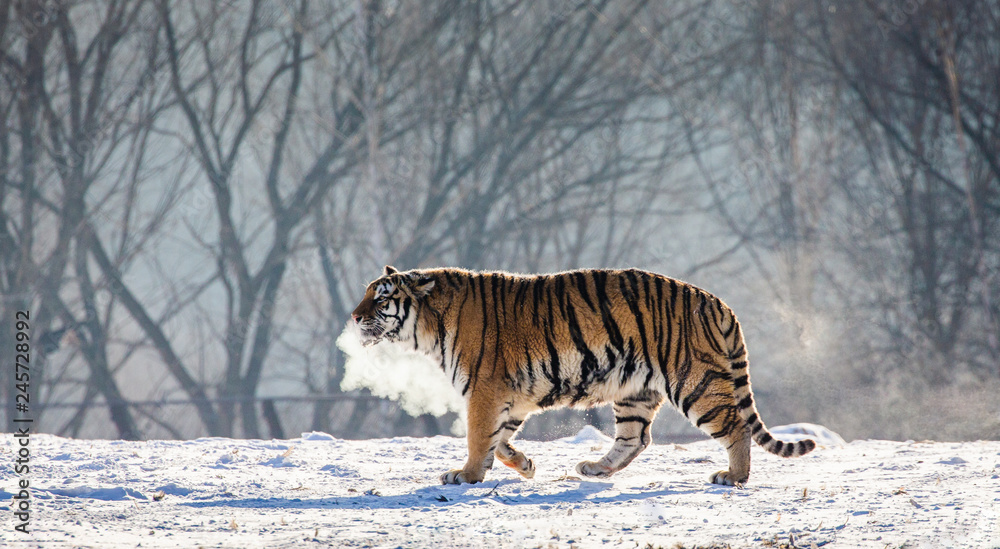 Obraz premium Siberian (Amur) tiger walks in a snowy glade in a cloud of steam in a hard frost. Very unusual image. China. Harbin. Mudanjiang province. Hengdaohezi park. Siberian Tiger Park. Winter. (Panthera tgris