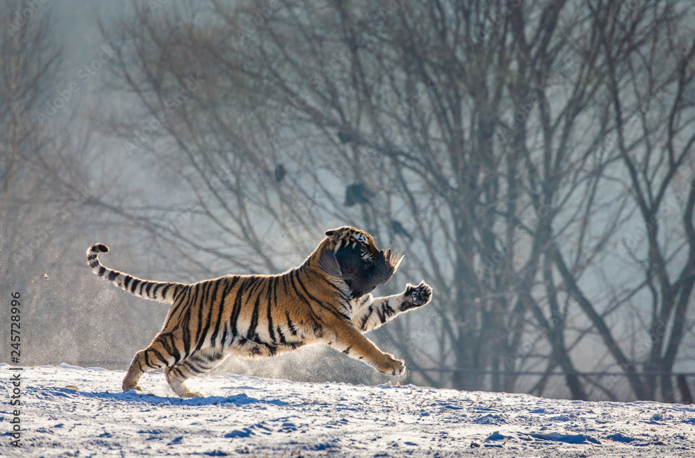 Fototapeta premium Tygrys syberyjski (amurski) biegnie po śniegu i łapie zdobycz. Bardzo dynamiczne zdjęcie. Chiny. Harbin. Prowincja Mudanjiang. Park Hengdaohezi. Park Tygrysów Syberyjskich. Zimowy. Mocny mróz. (Panthera tgris altai