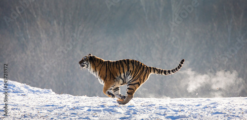 Photography Siberian (Amur) Tiger running in the snow