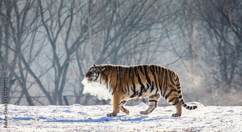 Siberian (Amur) tiger walks in a snowy glade in a cloud of steam in a hard frost. Very unusual image. China. Harbin. Mudanjiang province. Hengdaohezi park. Siberian Tiger Park. Winter. (Panthera tgris © gudkovandrey