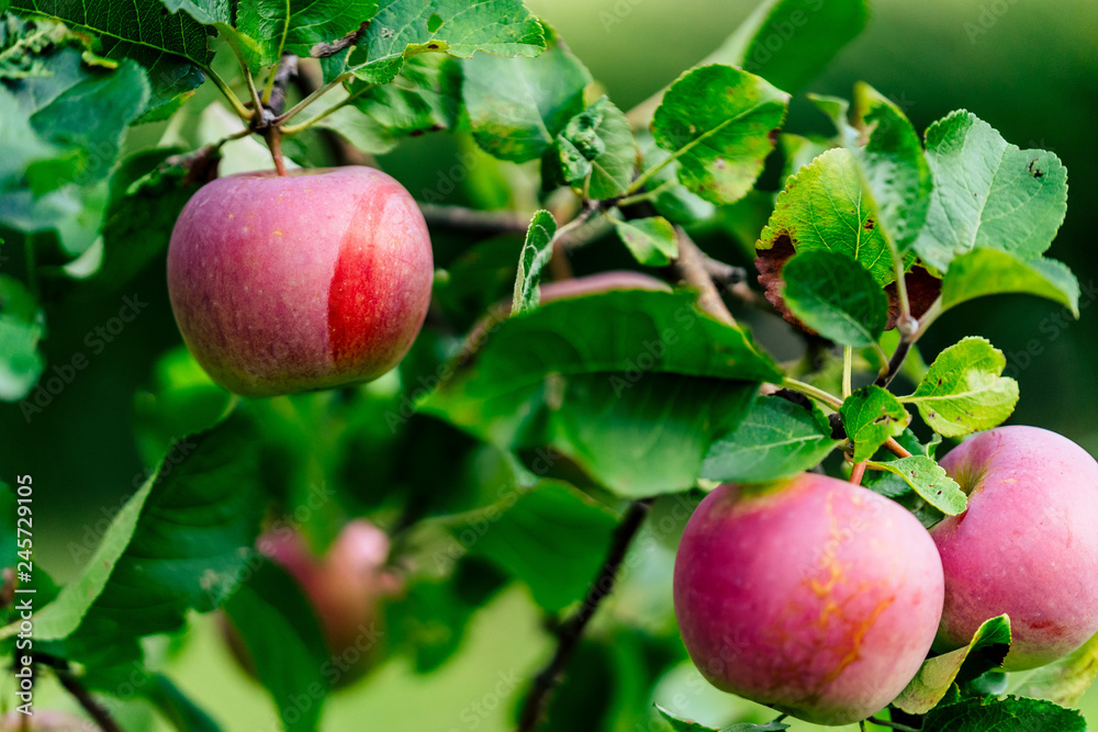 Tree Branches Full of Red Fresh Apples in the Garden, Vegetation Background - Sunny Autumn Day Tree Branches Full of Red Fresh Apples in the Garden, Vegetation Background - Sunny Autumn Day
