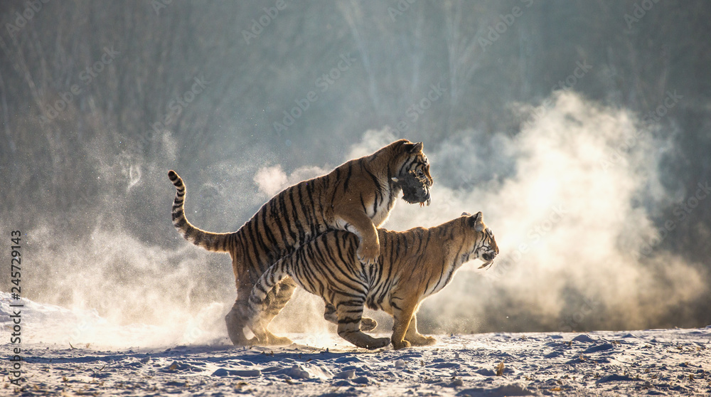 Fototapeta premium Syberyjskie (Amur) tygrysy na śnieżnej polanie łapią swoją zdobycz. Bardzo dynamiczny strzał. Chiny. Harbin. Prowincja Mudanjiang. Park Hengdaohezi. Park Tygrysów Syberyjskich.