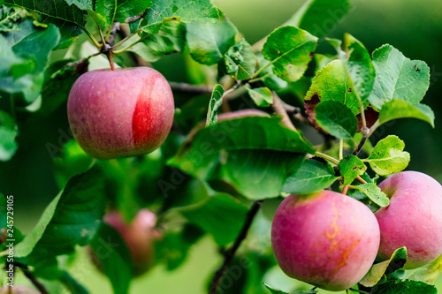 Tree Branches Full of Red Fresh Apples in the Garden, Vegetation Background - Sunny Autumn Day